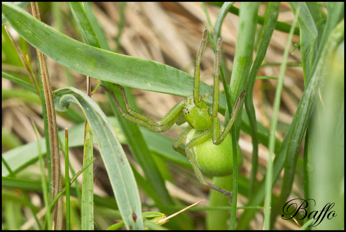 Micrommata ligurina - Carso triestino (TS)
